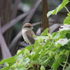 Brown Shrike