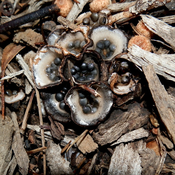 Field Bird's Nest Fungus Project Noah
