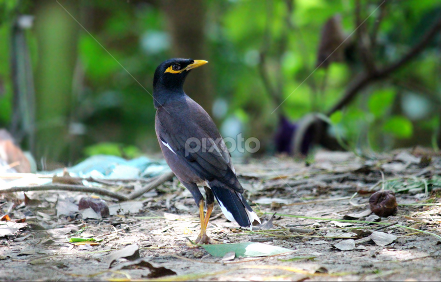 Salik bird by Evan Ahmed - Animals Birds