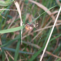 Shamrock Spider