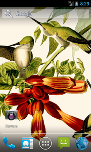 Audubons Hummingbirds Live WP Screen 2