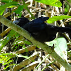 Greater Ani fledgling