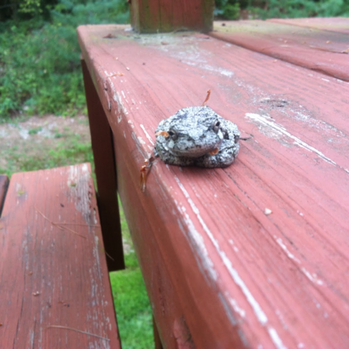 Gray tree frog