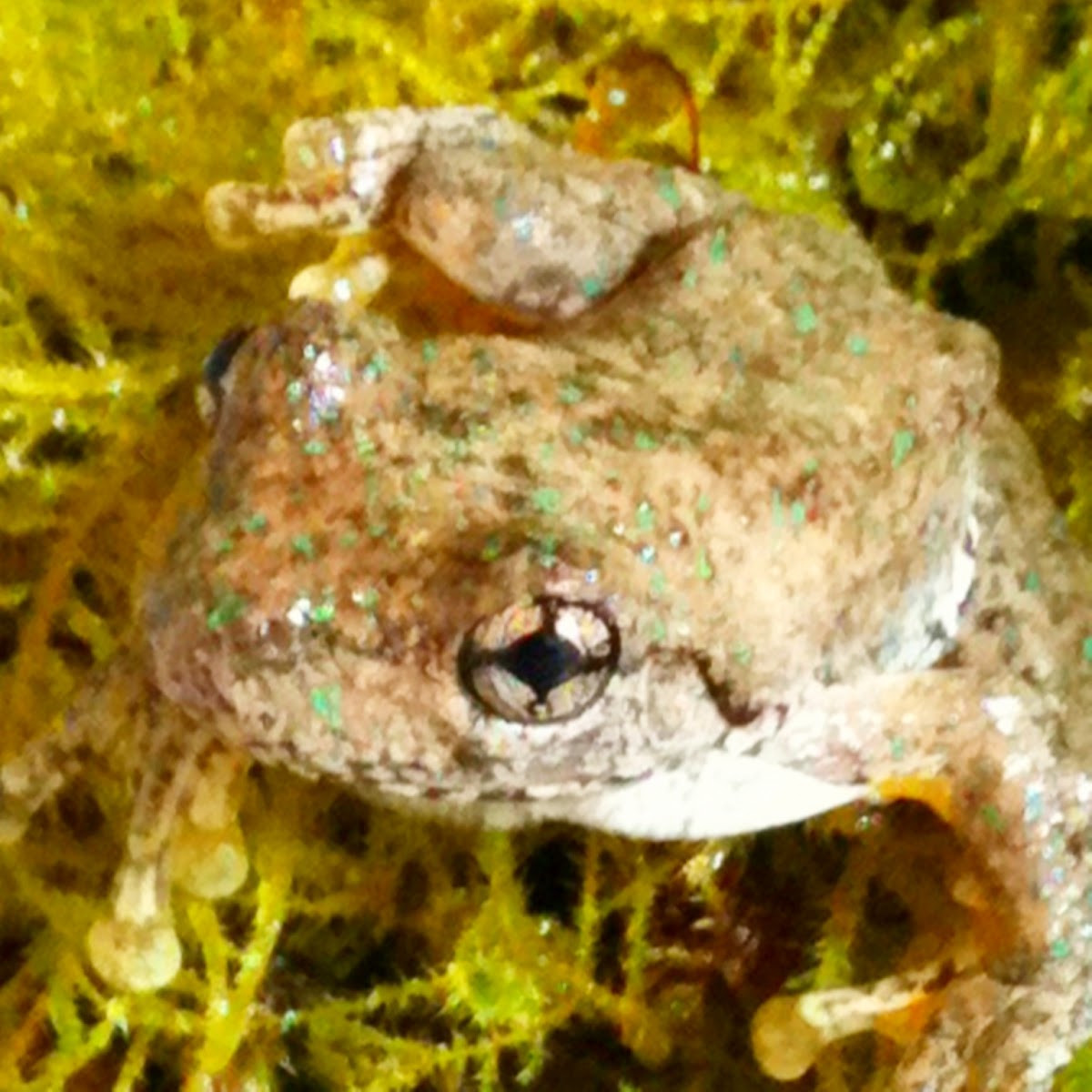 Peron's tree frog