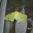 Luna Moth