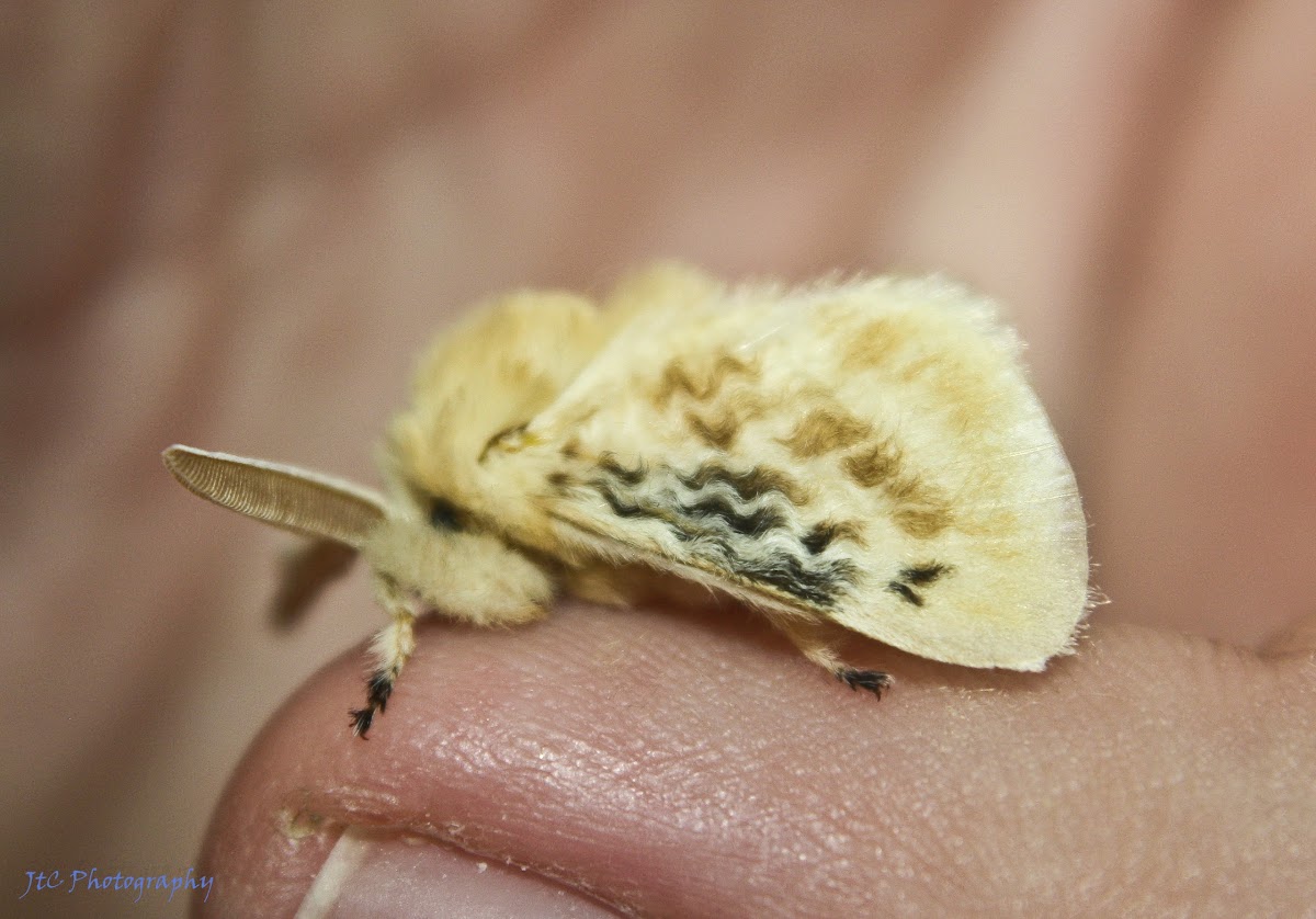 Black-waved Flannel Moth