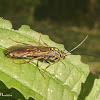 Vespa thynninae macho (Male Thynninae Wasp)