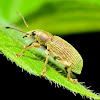 Green Immigrant Leaf Weevil