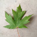 Sugar maple