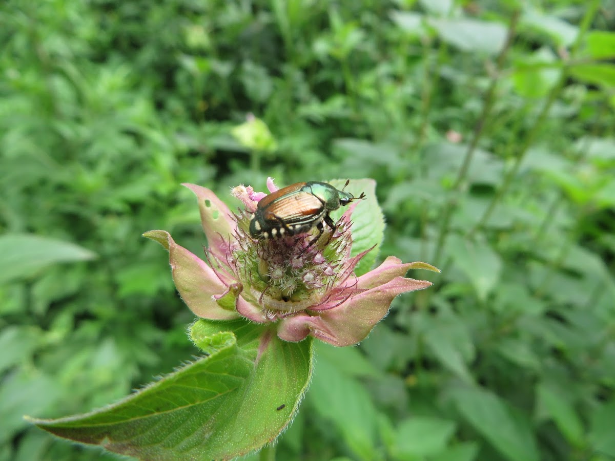 Japanese Beetle