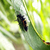 Harlequin ladybird (larva)