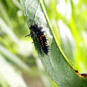 Harlequin ladybird (larva)