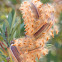 Oleander seeds, adelfa