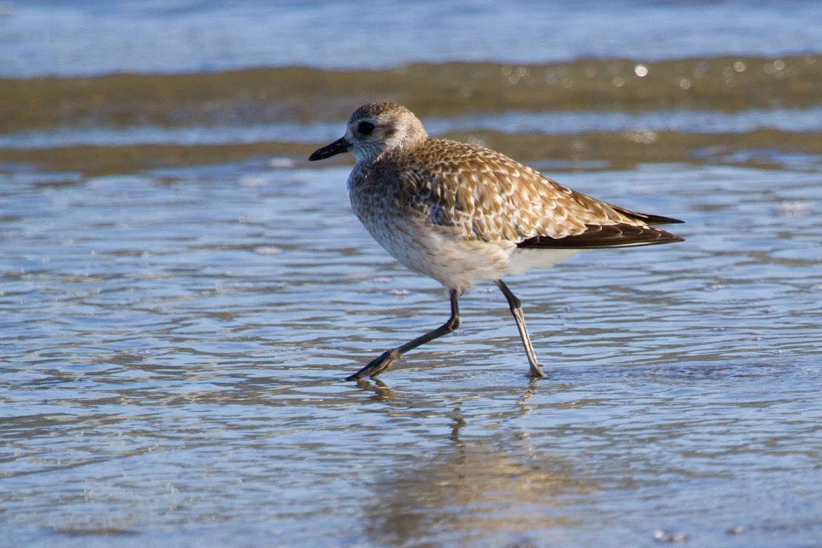 Black-bellied Plover