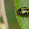 Calligrapha beetle