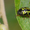 Calligrapha beetle