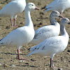 Snow Geese