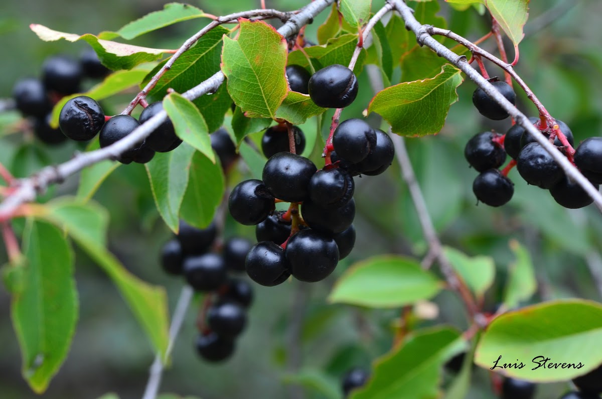 Wild black cherry (Capulin)
