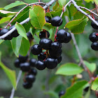 Wild black cherry (Capulin)