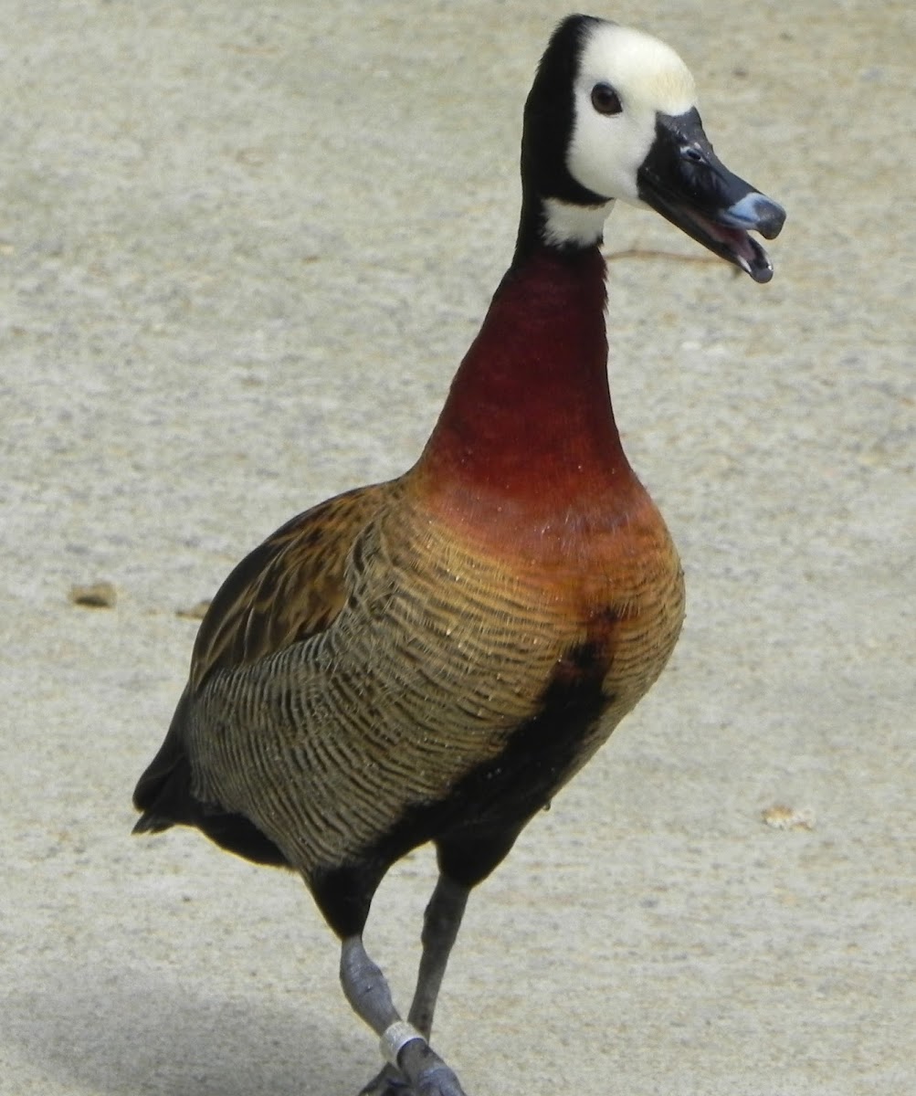 White-Faced Whistling Duck