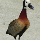 White-Faced Whistling Duck