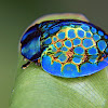 Imperial Tortoise Beetle