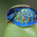 Imperial Tortoise Beetle