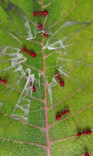 How to install Red ants free live wallpaper patch 5.2 apk for pc