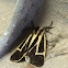 Banded Tiger Moth - Hodges#8170