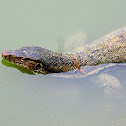 Water monitor lizard