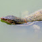 Water monitor lizard
