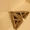 Semi Looper Moth