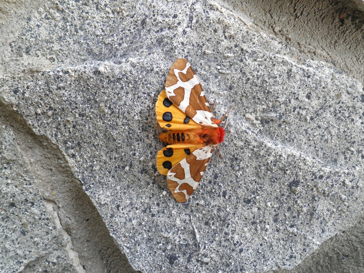 Great Tiger Moth