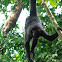 Black-Headed Spider Monkey