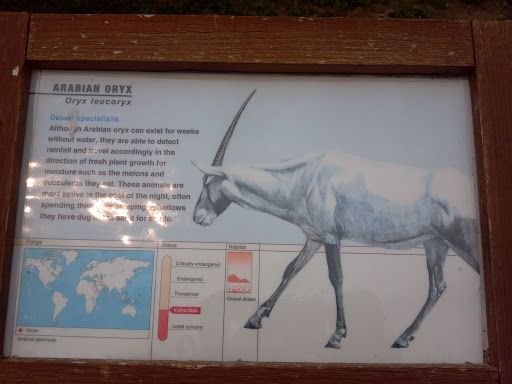 SCZ - Arabian Oryx