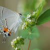 Gray Hairstreak butterfly