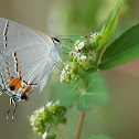 Gray Hairstreak butterfly