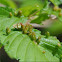 Leaf Galls