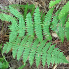 Intermediate wood fern