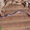 Western Worm Snake