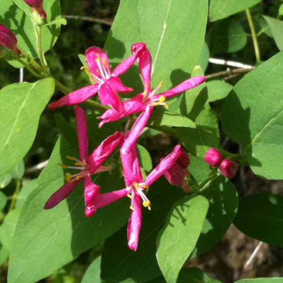 Shrub Honeysuckle | Project Noah