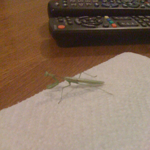 Praying mantis | Project Noah