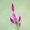 Celosia flower