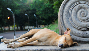 nap on stone by Gihan Chamara -  