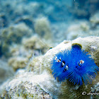 Blue Christmas Tree Worm