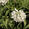Agapanthus, White African Lily