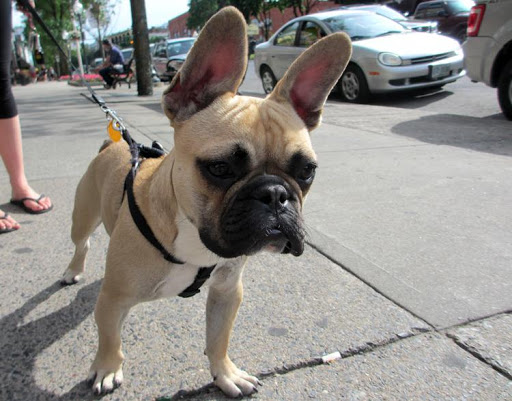 French Bulldog