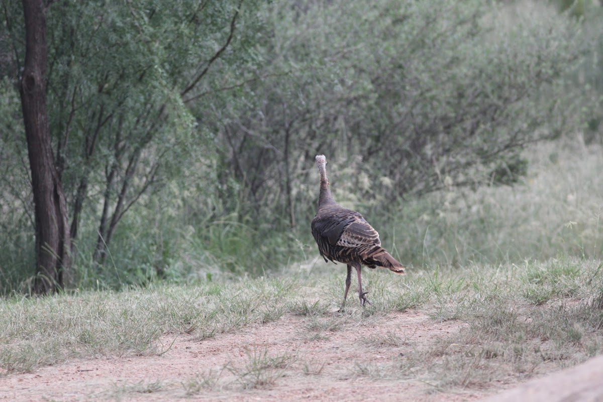 Rio Grande Wild Turkey