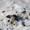 Jumping spider