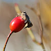 Rose Hip